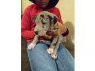 Great Dane Puppy for sale in Sacramento, CA, USA