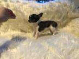 Chihuahua Puppy for sale in Pittsburgh, PA, USA