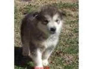 Medium Photo #1 Alaskan Malamute Puppy For Sale in Stillwater, OK, USA