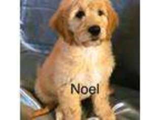 Goldendoodle Puppy for sale in Arbovale, WV, USA