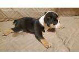 Bulldog Puppy for sale in Powersite, MO, USA