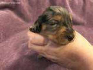 Dachshund Puppy for sale in Tacoma, WA, USA