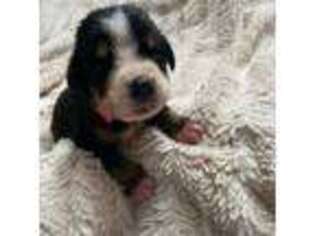Greater Swiss Mountain Dog Puppy for sale in Farmington, MO, USA