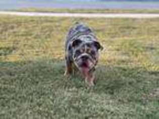 Bulldog Puppy for sale in Manor, TX, USA