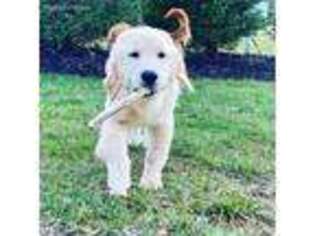 Golden Retriever Puppy for sale in Hendersonville, NC, USA