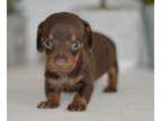 Dachshund Puppy for sale in Anderson, MO, USA
