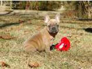 French Bulldog Puppy for sale in Gloster, MS, USA