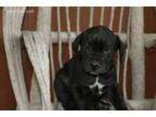 Cane Corso Puppy for sale in Goshen, IN, USA