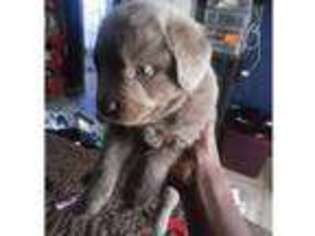 Newfoundland Puppy for sale in Rochester, NY, USA