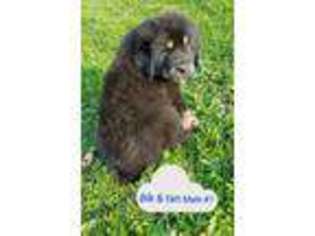 Tibetan Mastiff Puppy for sale in Middlefield, OH, USA