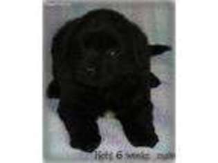 Newfoundland Puppy for sale in Montreal, MO, USA