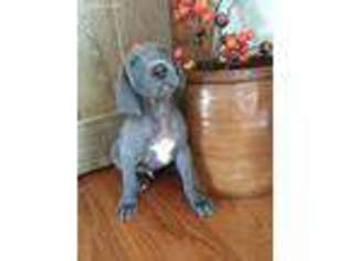 Weimaraner Puppy for sale in Warfordsburg, PA, USA