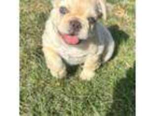 French Bulldog Puppy for sale in Polk City, IA, USA