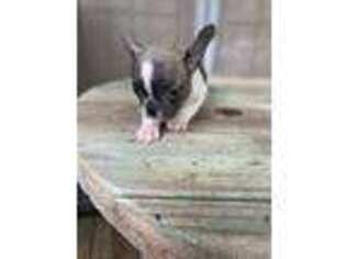 French Bulldog Puppy for sale in Roff, OK, USA
