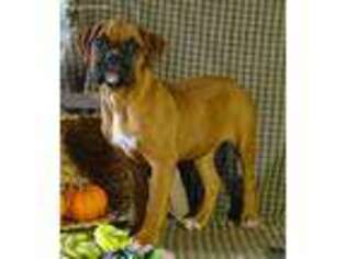 Boxer Puppy for sale in Hagerstown, IN, USA