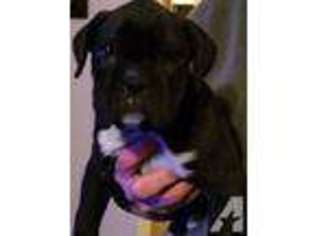 Boxer Puppy for sale in NAUVOO, AL, USA