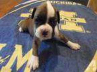 Boxer Puppy for sale in GRAND JUNCTION, MI, USA