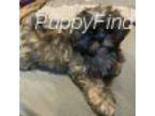 Mutt Puppy for sale in Clearwater, FL, USA