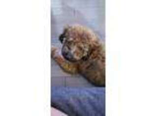 Goldendoodle Puppy for sale in Avenel, NJ, USA