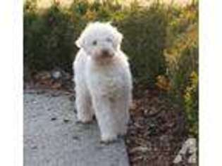 Lagotto Romagnolo Puppy for sale in NORDLAND, WA, USA