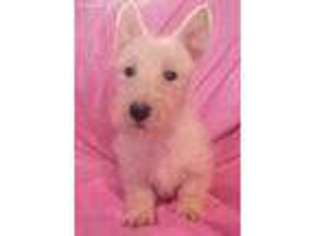 Scottish Terrier Puppy for sale in Stedman, NC, USA