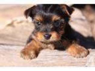 Yorkshire Terrier Puppy for sale in MILFORD, IN, USA