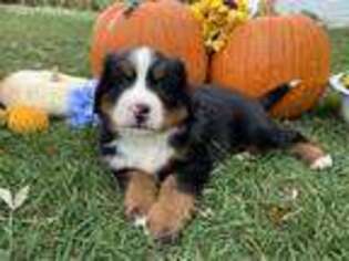 Medium Photo #1 Bernese Mountain Dog Puppy For Sale in Leo, IN, USA