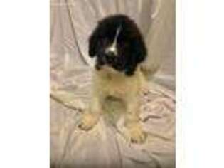 Newfoundland Puppy for sale in Hemet, CA, USA
