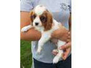 Cavalier King Charles Spaniel Puppy for sale in New Ulm, MN, USA