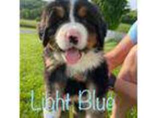 Bernese Mountain Dog Puppy for sale in Bellville, OH, USA