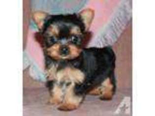 Yorkshire Terrier Puppy for sale in CHILLICOTHE, OH, USA
