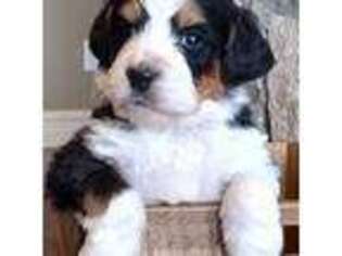Mutt Puppy for sale in Bixby, OK, USA