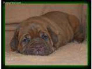 American Bull Dogue De Bordeaux Puppy for sale in West Plains, MO, USA