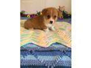 Pembroke Welsh Corgi Puppy for sale in Greenville, FL, USA