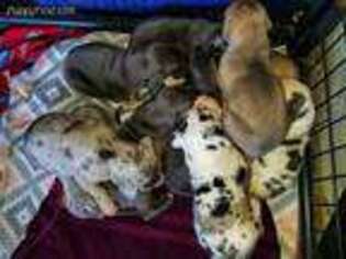 Great Dane Puppy for sale in Raeford, NC, USA