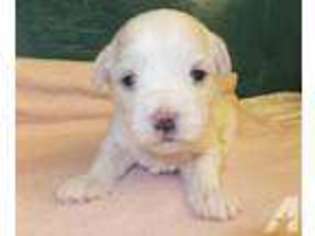 Havanese Puppy for sale in LOUISVILLE, KY, USA