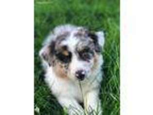 Australian Shepherd Puppy for sale in Clarkston, UT, USA
