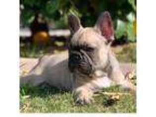 French Bulldog Puppy for sale in Mesa, AZ, USA