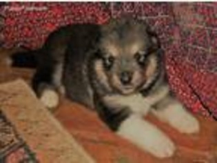 Alaskan Malamute Puppy for sale in Mesa, AZ, USA