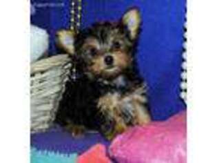 Yorkshire Terrier Puppy for sale in Brownsboro, TX, USA