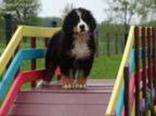 Bernese Mountain Dog Puppy for sale in Greens Fork, IN, USA