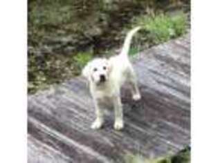 Labrador Retriever Puppy for sale in Pound, VA, USA