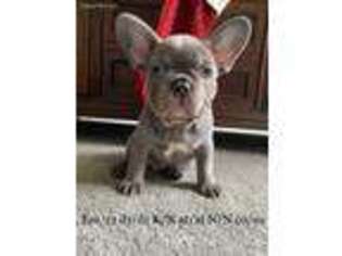 French Bulldog Puppy for sale in Winters, CA, USA