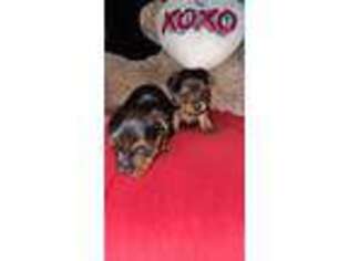 Yorkshire Terrier Puppy for sale in Laveen, AZ, USA