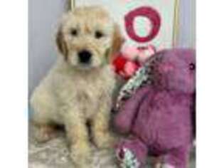 Goldendoodle Puppy for sale in Windham, NH, USA