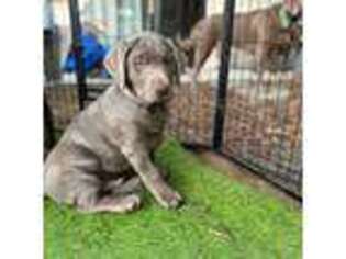 Labrador Retriever Puppy for sale in Valley Center, CA, USA