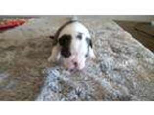 Boston Terrier Puppy for sale in Wichita Falls, TX, USA