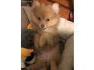 Pomeranian Puppy for sale in Nashville, TN, USA