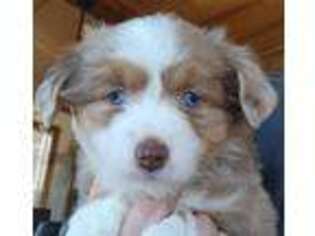 Miniature Australian Shepherd Puppy for sale in Gaylesville, AL, USA