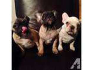 French Bulldog Puppy for sale in KANEOHE, HI, USA